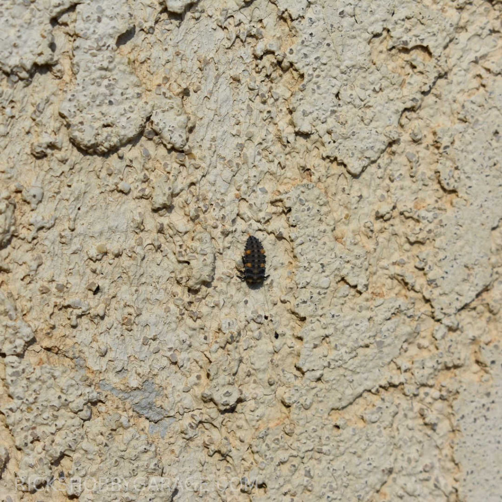 Lady bug larva on stucco wall