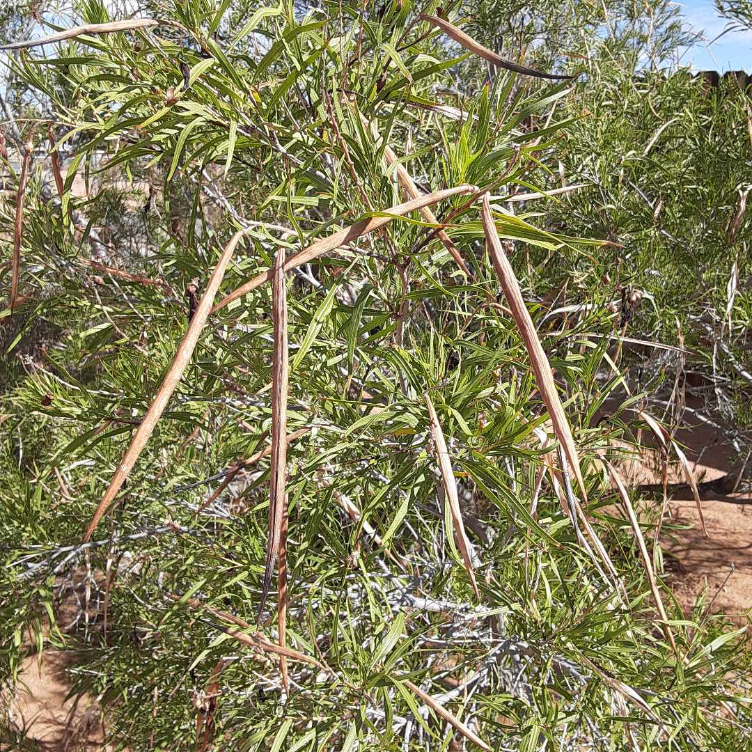 Plant Profile The Desert Willow Tree Ricks Hobby Garage 1384