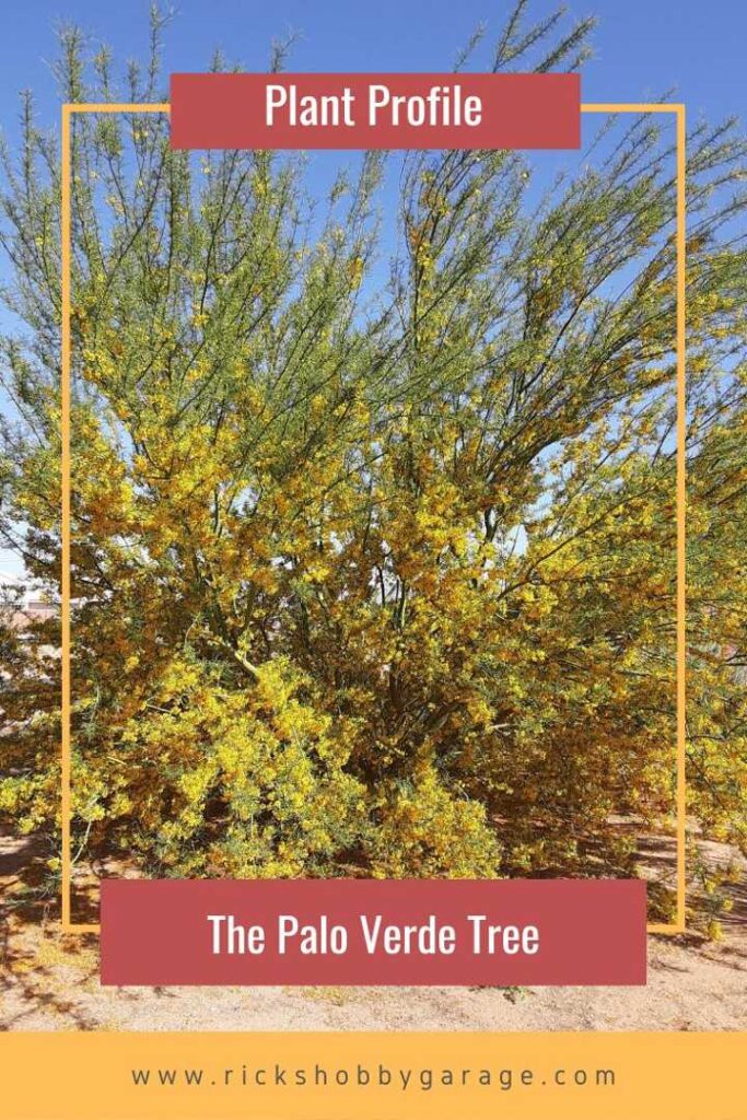 Plant Profile: The Palo Verde Tree | Rick's Hobby Garage