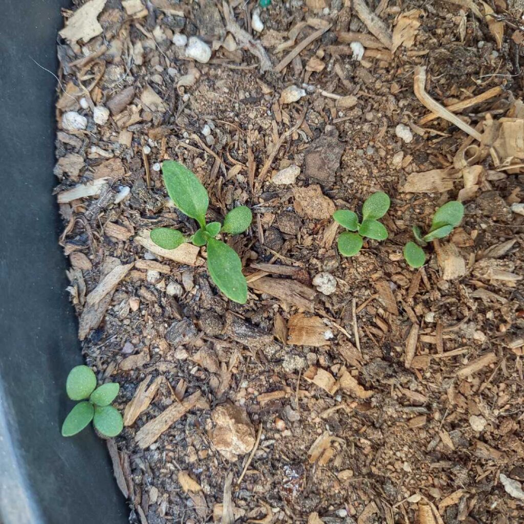 Plant Profile Alyssum Rick's Hobby Garage