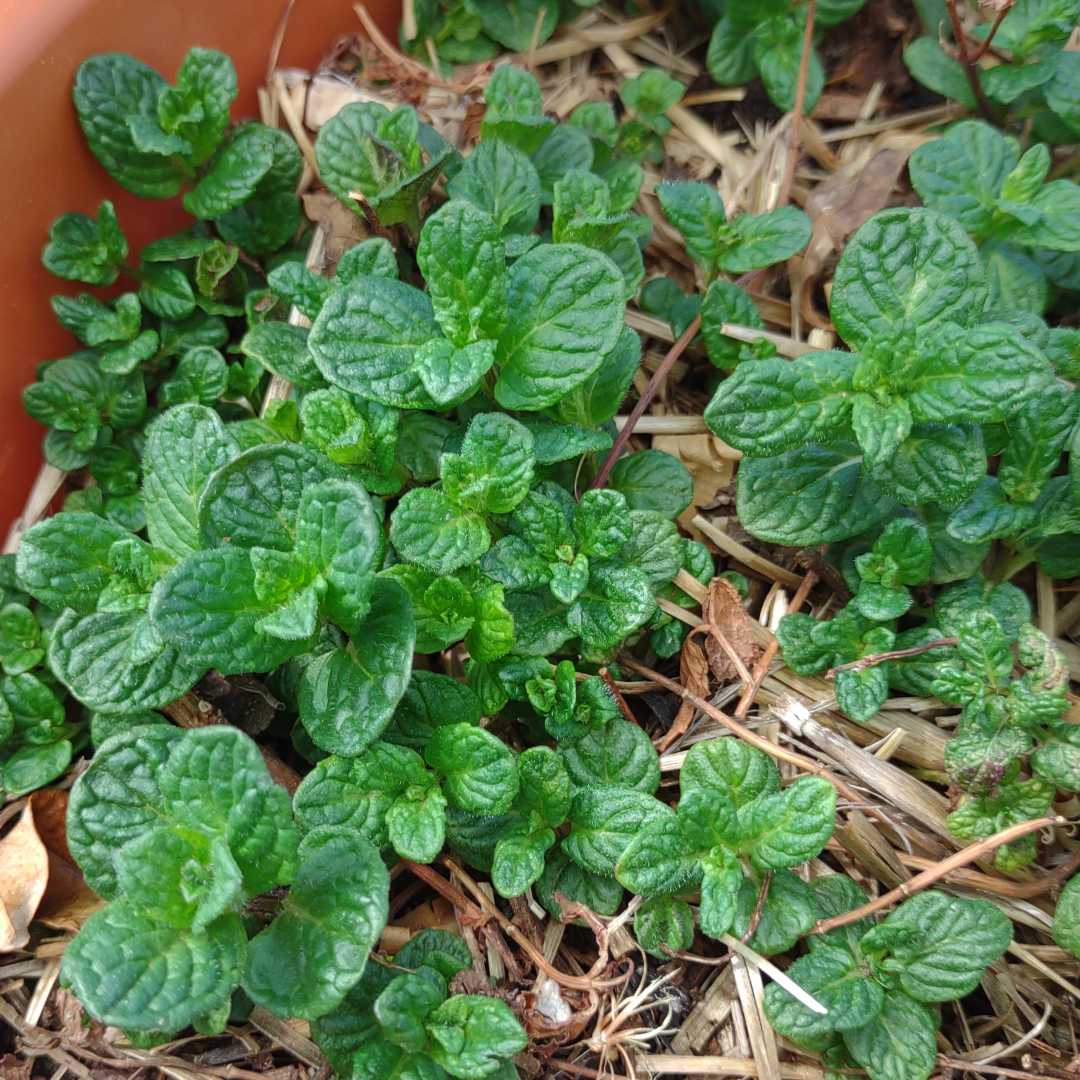 Plant Profile: Mint | Rick's Hobby Garage