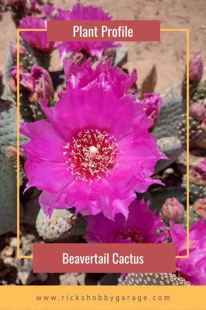 Plant Profile: Beavertail Cactus | Rick's Hobby Garage